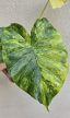 Alocasia gageana Aurea 9 cm