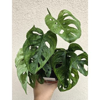 Monstera adansonii Mint - Monkey Leaf 12 cm