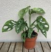 Monstera adansonii Mint - Monkey Leaf 12 cm