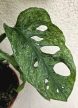 Monstera adansonii Mint - Monkey Leaf 12 cm
