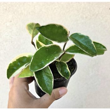 Hoya - Viaszvirág 9 cm