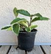 Hoya - Viaszvirág 9 cm
