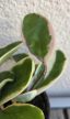 Hoya - Viaszvirág 9 cm
