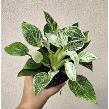 Philodendron 'Jinzi' 12 cm