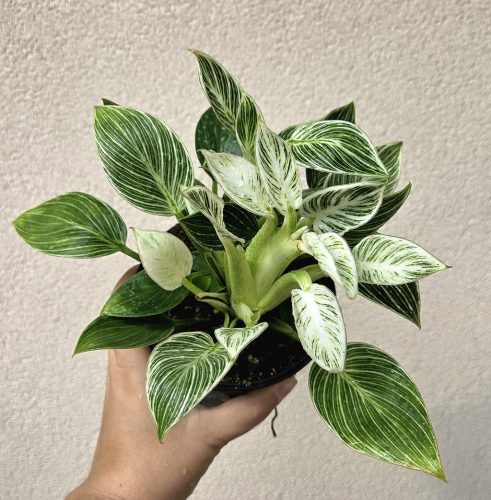 Philodendron 'Jinzi' 12 cm