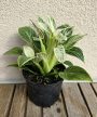 Philodendron 'Jinzi' 12 cm