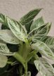 Philodendron 'Jinzi' 12 cm
