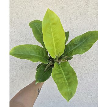 Philodendron Moonlight 12 cm