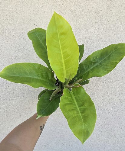 Philodendron Moonlight 12 cm
