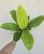Philodendron Moonlight 12 cm