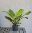 Philodendron Moonlight 12 cm