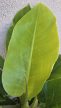 Philodendron Moonlight 12 cm
