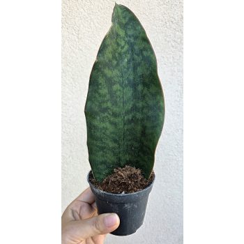 Sansevieria masoniana ‘Congo’ 8.5 cm