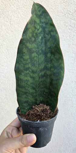 Sansevieria masoniana ‘Congo’ 8.5 cm