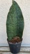 Sansevieria masoniana ‘Congo’ 8.5 cm