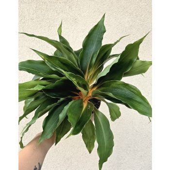 Chlorophytum orchidastrum ‘Green orange