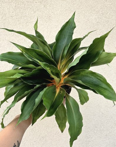 Chlorophytum orchidastrum ‘Green orange