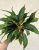 Chlorophytum orchidastrum ‘Green orange
