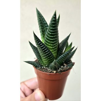 Haworthia - Szemölcsliliom 5.5 cm