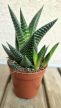Haworthia - Szemölcsliliom 5.5 cm