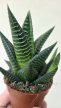 Haworthia - Szemölcsliliom 5.5 cm