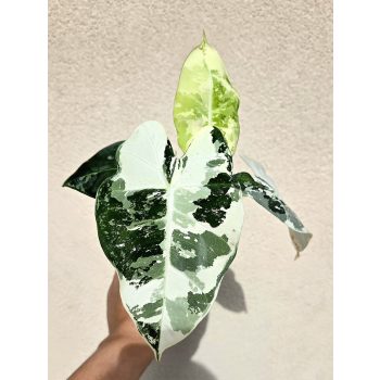 Alocasia Frydek Variegata 9 cm