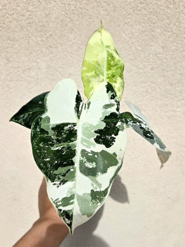Alocasia Frydek Variegata 9 cm