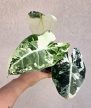 Alocasia Frydek Variegata 9 cm