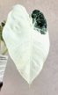 Alocasia Frydek Variegata 9 cm