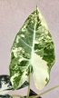 Alocasia Frydek Variegata 9 cm