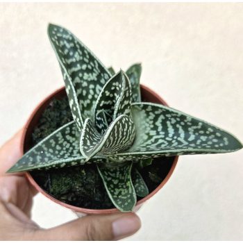 x Gasteraloe 'Aveo'