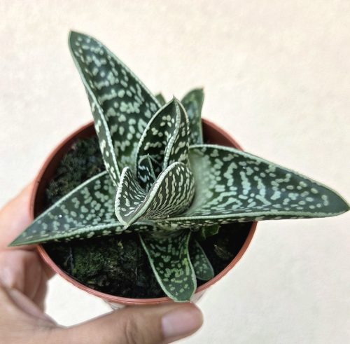 x Gasteraloe 'Aveo'