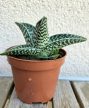 x Gasteraloe 'Aveo'