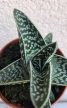 x Gasteraloe 'Aveo'