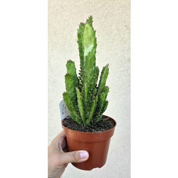 Opuntia monacantha 'Variegata' 12 cm
