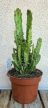 Opuntia monacantha 'Variegata' 12 cm