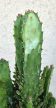 Opuntia monacantha 'Variegata' 12 cm
