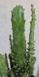 Opuntia monacantha 'Variegata' 12 cm