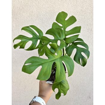 Monstera Little Sister 12 cm