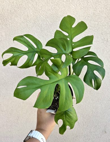 Monstera Little Sister 12 cm