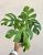 Monstera Little Sister 12 cm