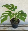Monstera Little Sister 12 cm