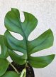 Monstera Little Sister 12 cm