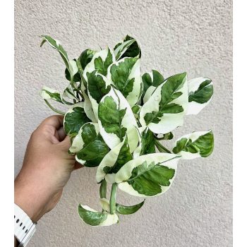 Epipremnum 'Njoy' - Szobai futóka 12 cm