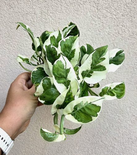 Epipremnum 'Njoy' - Szobai futóka 12 cm