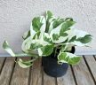 Epipremnum 'Njoy' - Szobai futóka 12 cm