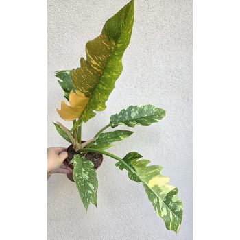 Philodendron Ring of Fire 12 cm