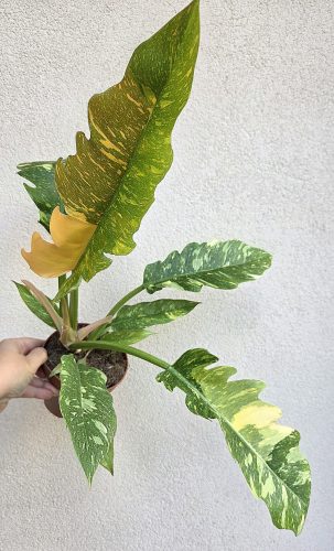 Philodendron Ring of Fire 12 cm