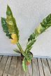 Philodendron Ring of Fire 12 cm