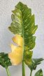 Philodendron Ring of Fire 12 cm